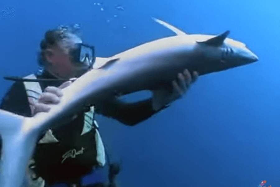 Underwater photo of a scuba diver wearing a wetsuit labeled "Sea Quest," gently holding a small shark with both hands. The diver appears to be inspecting or tagging the shark in clear blue ocean water.