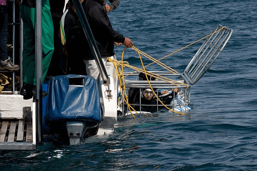 Several people on a boat lower a diver into the ocean inside a metal shark cage using yellow ropes. The diver, wearing a wetsuit and snorkel mask, looks up while the cage door remains open.
