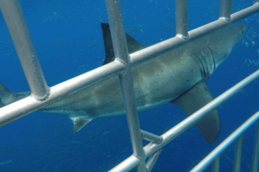 A great white shark swims past a metal cage in crystal-clear blue water, viewed from inside the cage by a diver. The shark's size and gill slits are clearly visible, with schools of small fish in the background.
