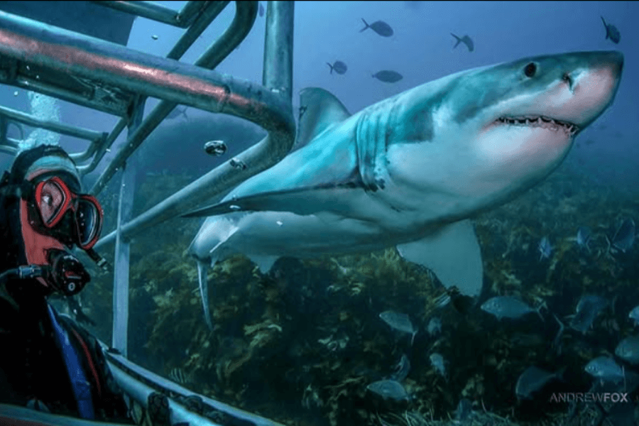 A scuba diver inside a metal shark cage watches as a large great white shark swims past in clear ocean water, surrounded by smaller fish and marine life. The shark's sharp teeth and powerful body are clearly visible, with a reef landscape in the background.