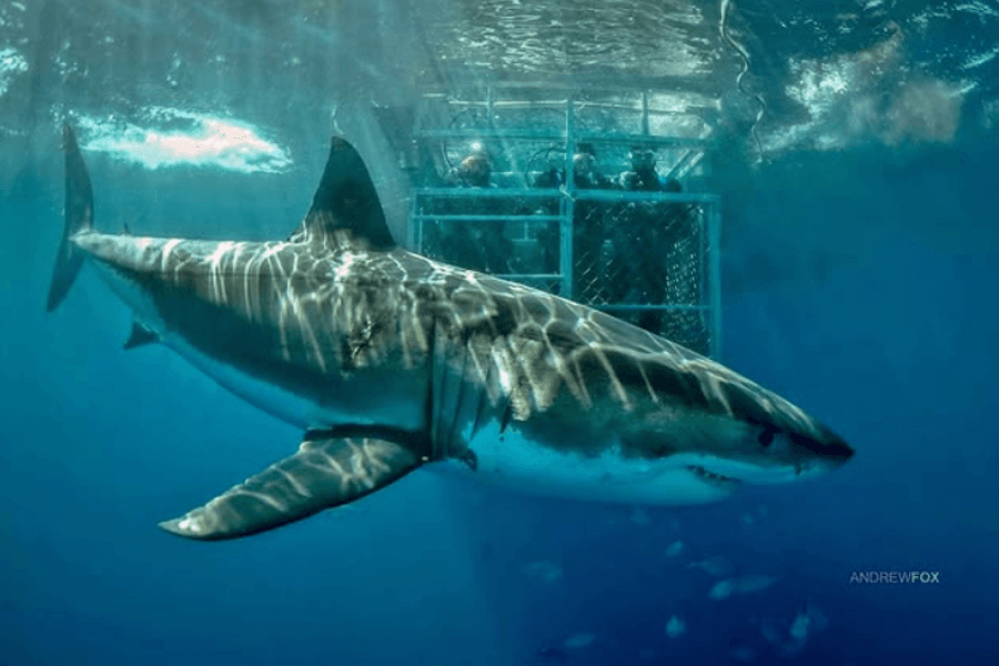 A large great white shark swims near the surface beside a submerged shark cage holding several divers. Sunlight ripples across the shark’s body and the clear blue water, with smaller fish faintly visible in the background.