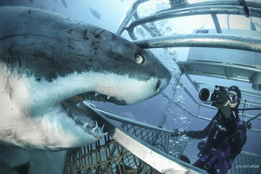 A diver in a metal shark cage films a close-up of a great white shark with its mouth open, revealing sharp teeth just outside the bars. Bubbles and fish drift around them in the deep ocean, highlighting the thrill of shark cage diving.