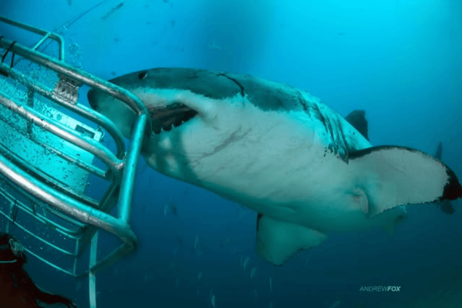 A massive great white shark swims directly toward a metal shark cage, its mouth slightly open and snout brushing the bars. A diver inside watches closely while bubbles and fish surround the intense underwater encounter.