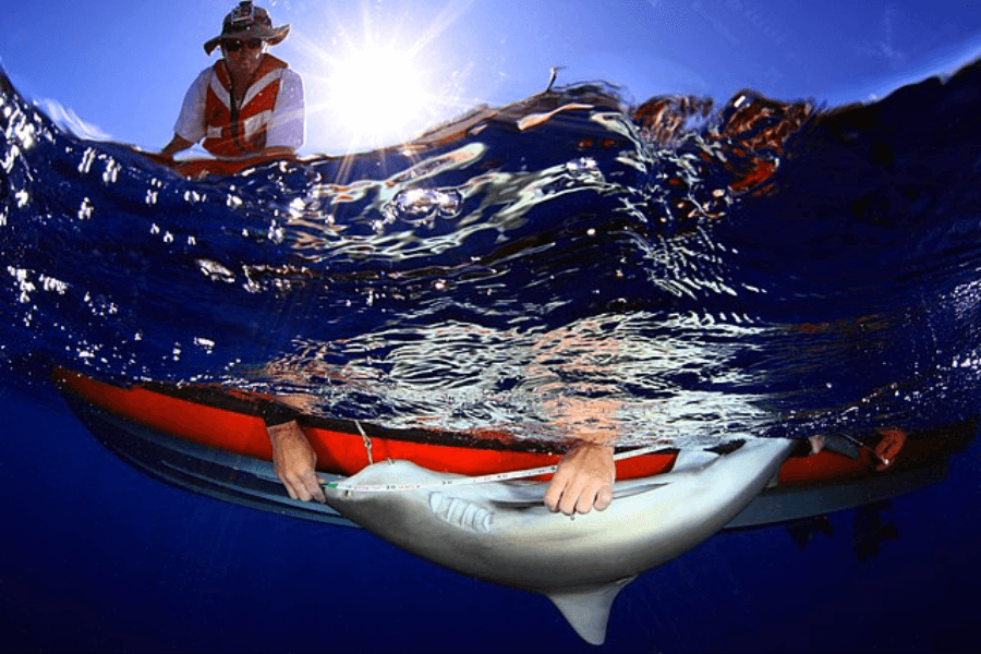 Split-level image showing a person in a hat and life vest on an inflatable red raft, holding a small shark just below the water's surface. Sunlight beams through the clear sky, while the shark is being examined or tagged by hands reaching from the boat.