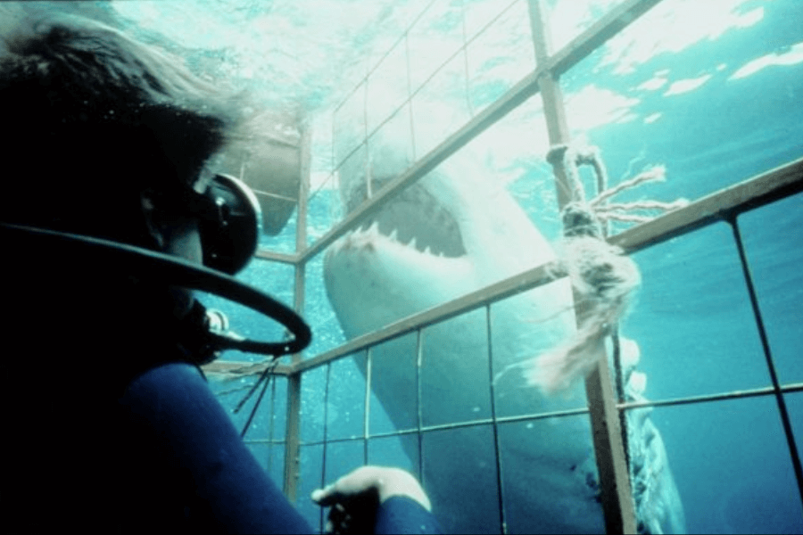A scuba diver inside a metal shark cage observes a massive great white shark approaching with its jaws wide open, revealing sharp teeth. The water is clear, and the tension of the moment is heightened by the shark’s proximity and open mouth.