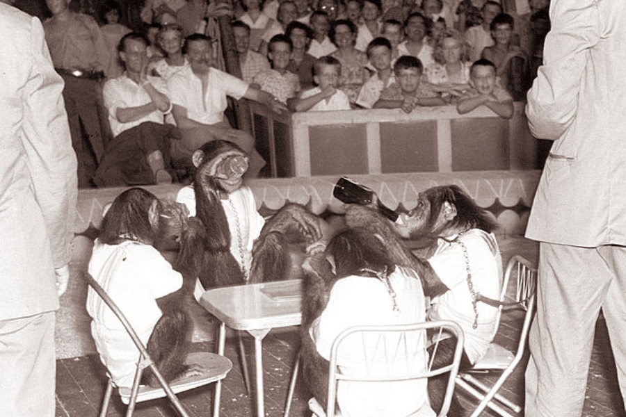 Black and white photo of a mid-20th century circus or sideshow performance featuring chimpanzees dressed in human clothing, seated around a small table and appearing to drink from bottles while restrained by chains. A crowd of men, women, and children watch from bleachers, many smiling or laughing. Trainers in suits stand nearby, overseeing the act. The image reflects outdated forms of entertainment involving animal exploitation and anthropomorphic spectacle.