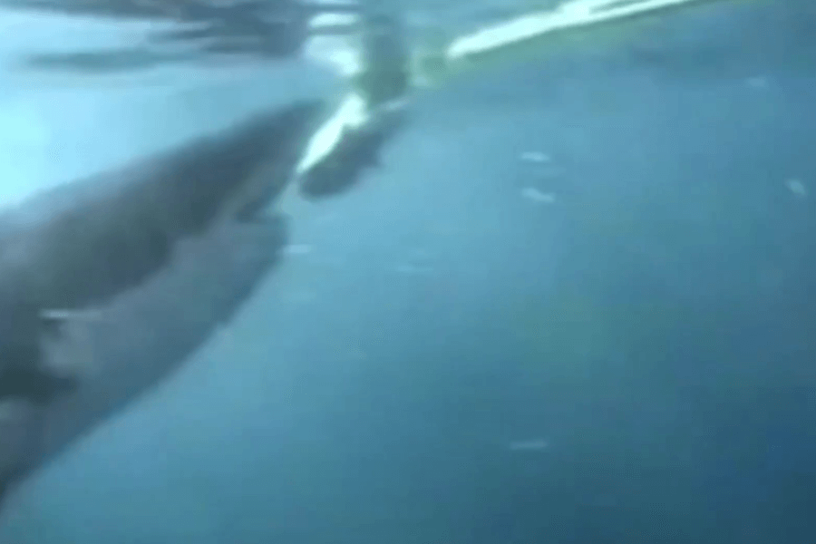 Blurry underwater image showing a large shark approaching a diver or object near the water’s surface, possibly preparing to strike. The visibility is low, adding a tense and suspenseful tone to the scene.