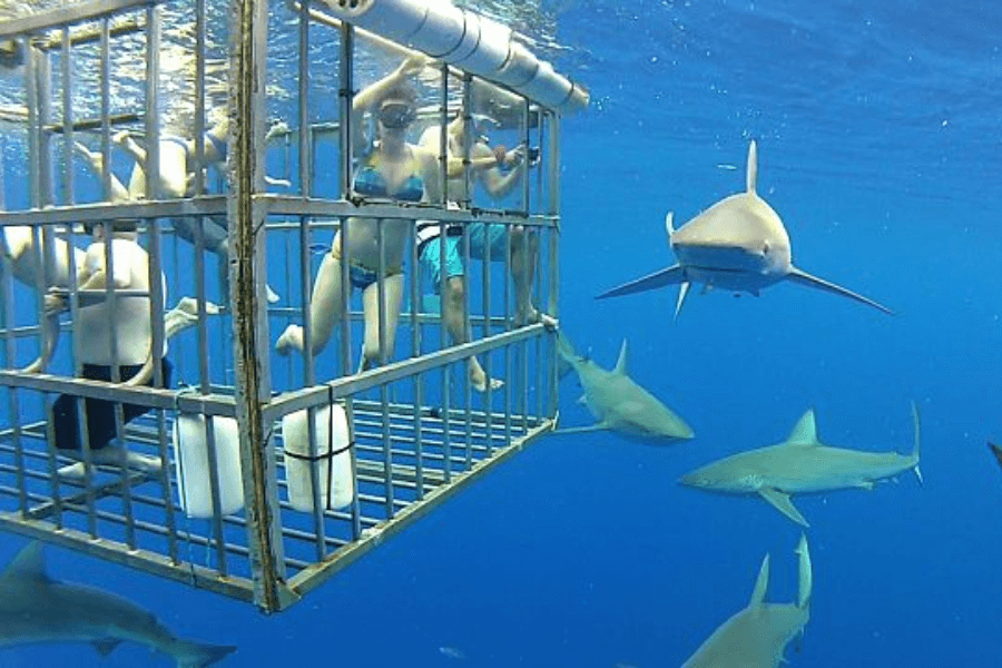 A group of snorkelers wearing swimsuits and masks float inside a metal shark cage submerged in crystal-clear blue water. Several sharks swim curiously nearby, with one approaching the cage head-on, creating an exhilarating encounter.