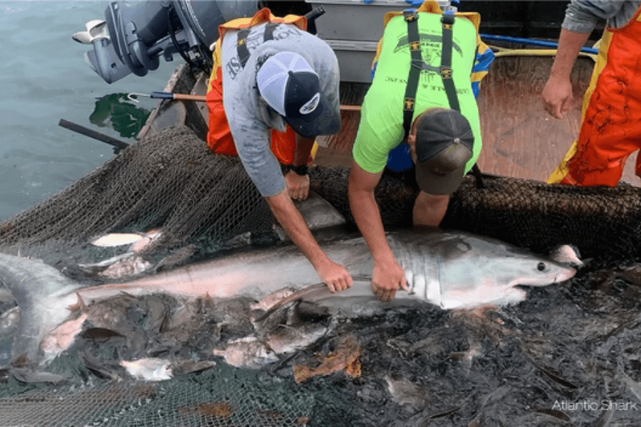Three researchers aboard a boat handle a juvenile great white shark caught in a large fishing net, surrounded by other fish. The shark is partially submerged, and two of the men gently grip it by the pectoral fin and gill area for tagging or measurement purposes.