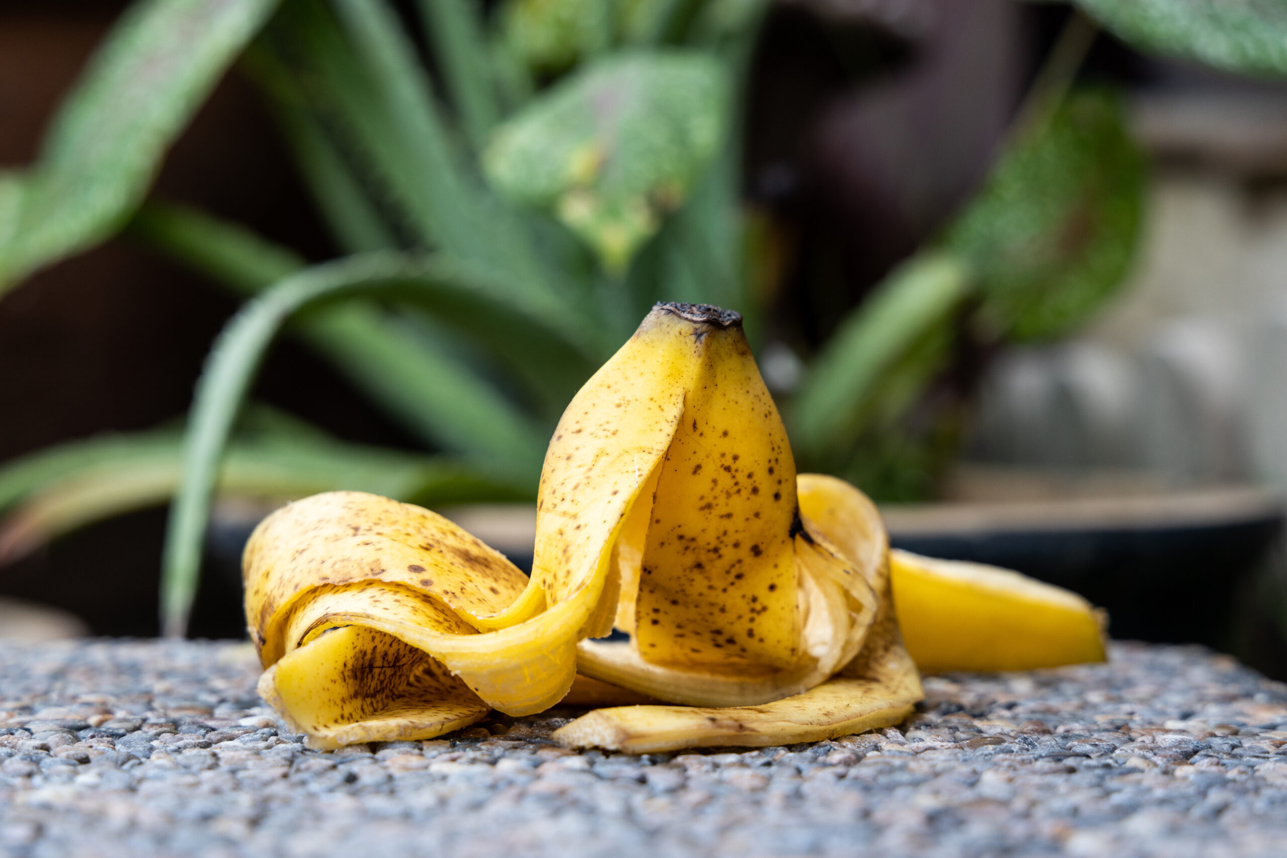 Banana peel against lush healthy plants in gardening background. Good source of organic fertilizer high in potassium