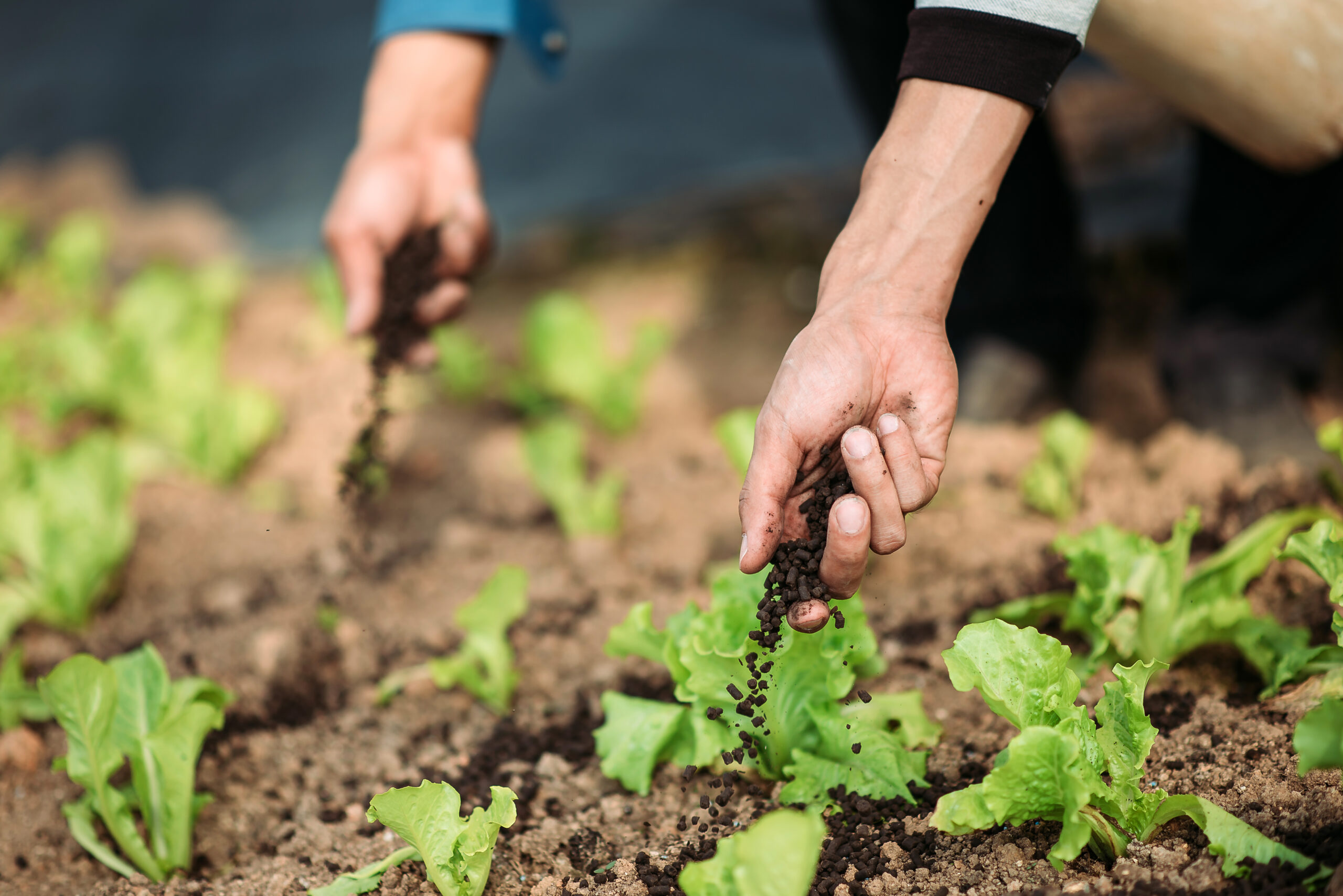 close uo of famers hand giving fertilizer