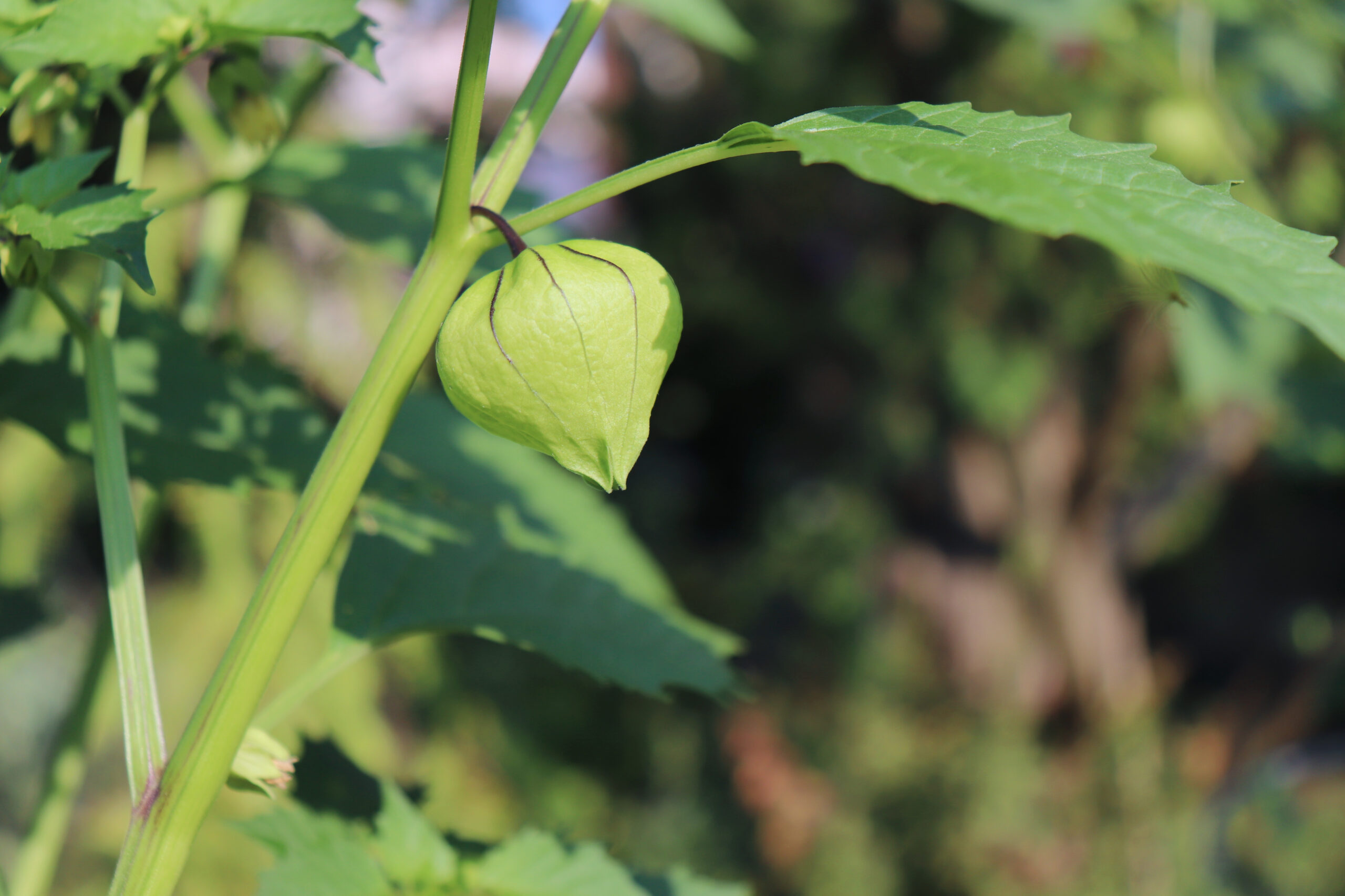 Homegrown organic Tomatillo, Physalis philadelphica they are growing in a vegetable garden. They are eaten raw or cooked in various dishes, particularly salsa verde.