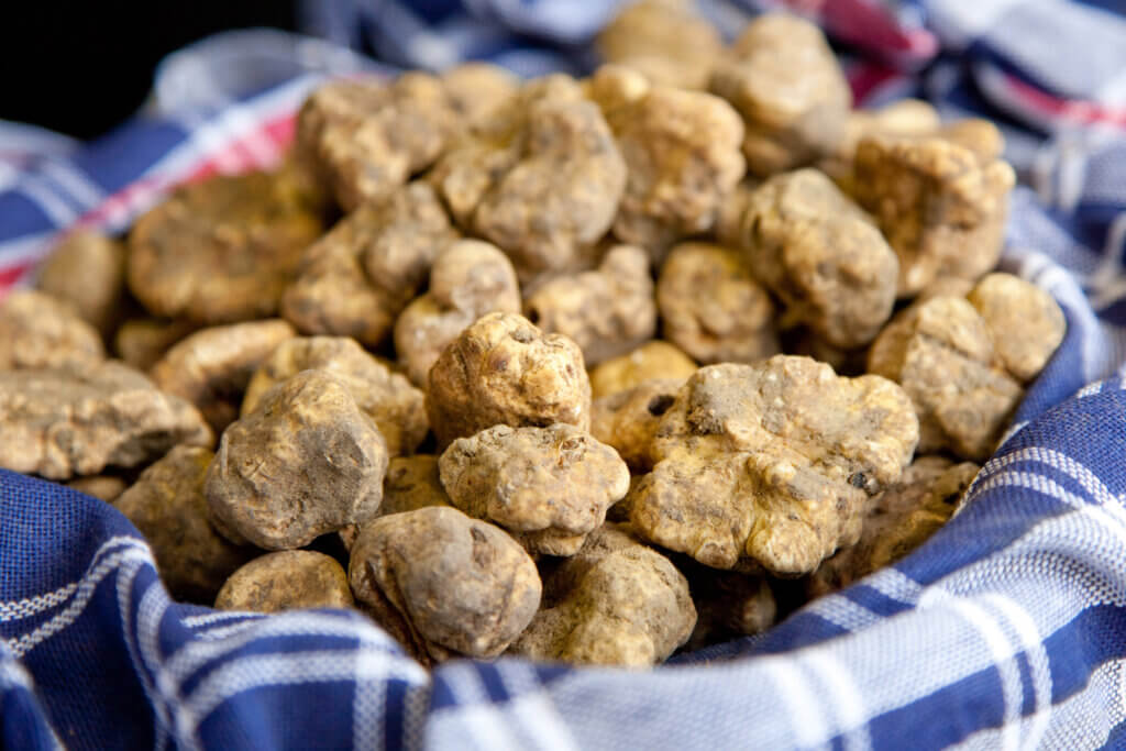 White truffles in a blue checked cloth