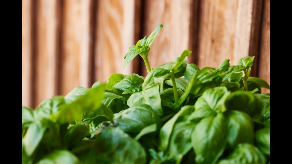 Extreme close-up of fresh basil plant growing against wooden fence in backyard