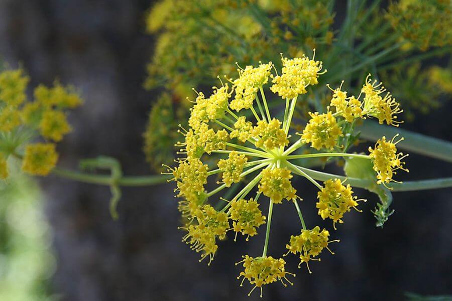 Fennel Pollen