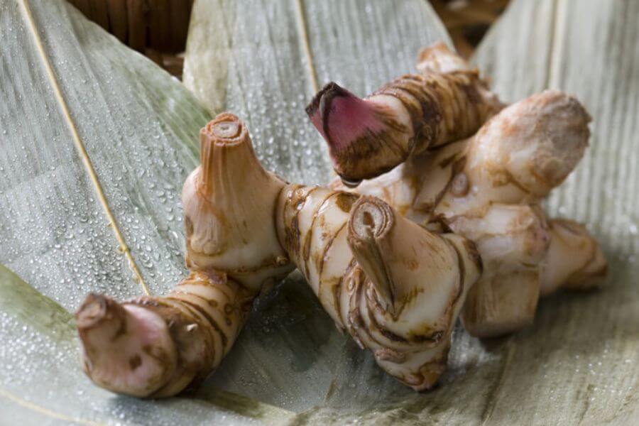 Galangal