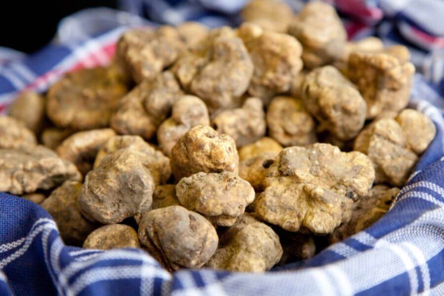 White Truffle