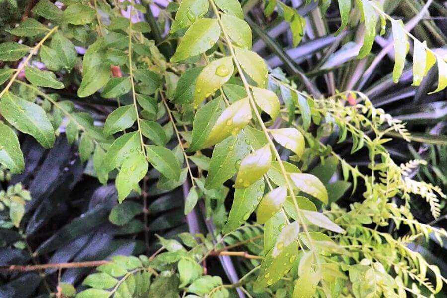 Curry Leaves