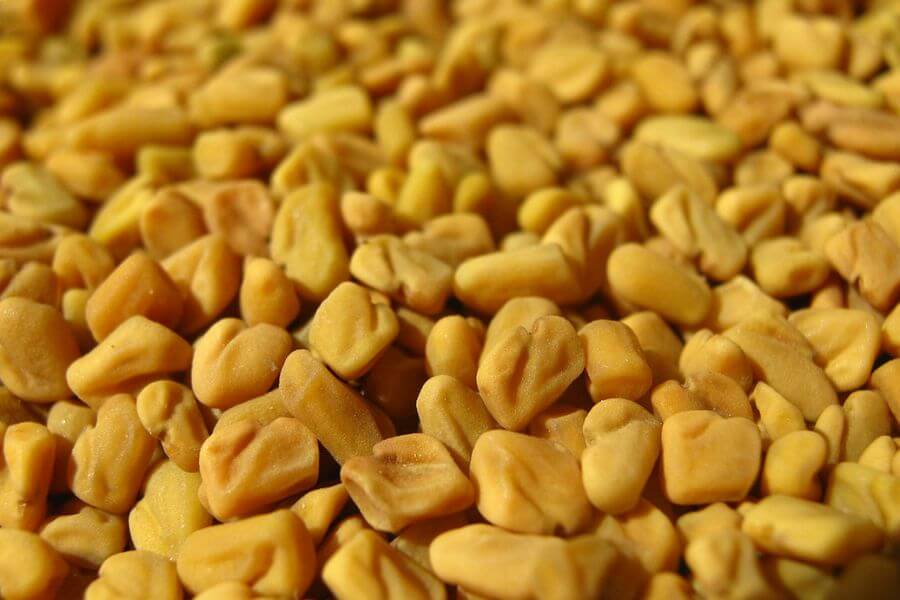 Fenugreek