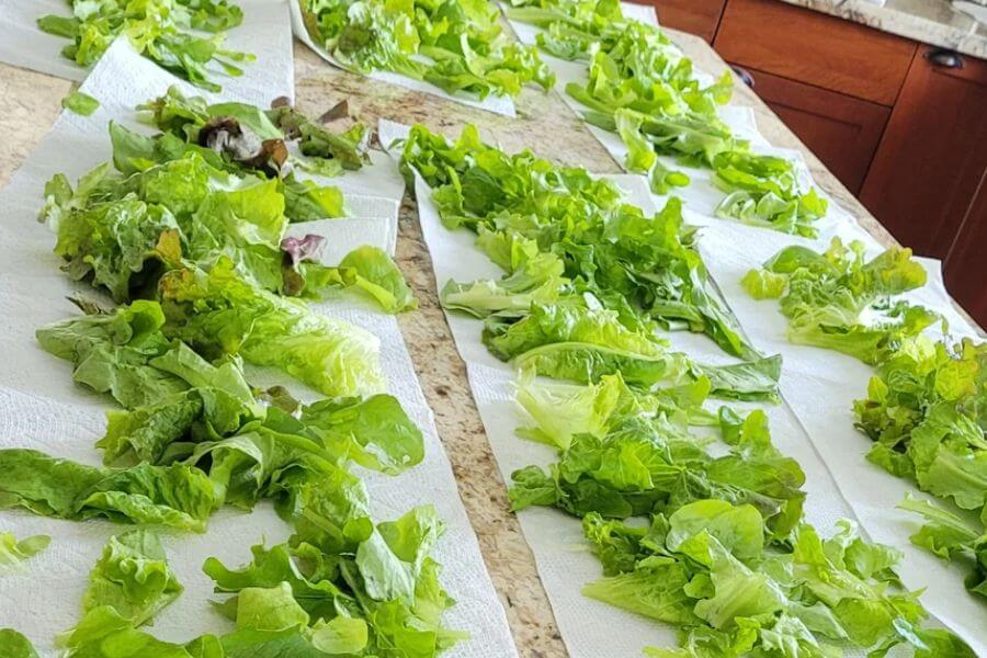lettuce leaves in paper towels
