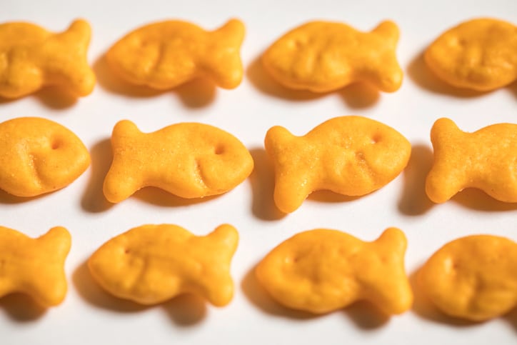 goldfish recall