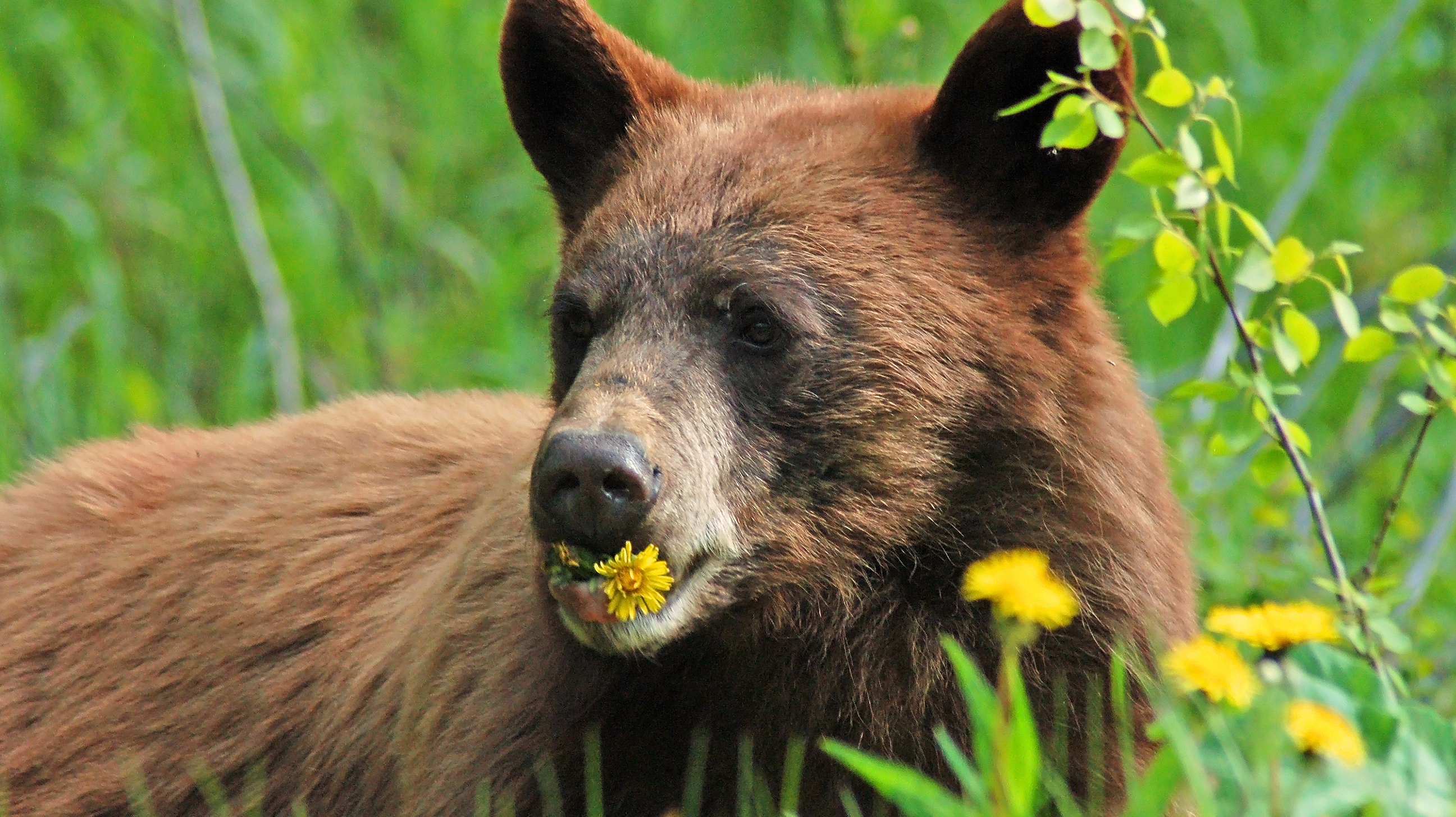 brown bear eating