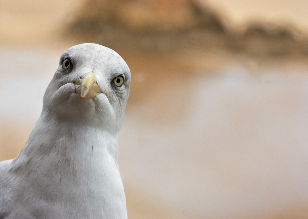 this-photo-of-a-seagull-stealing-a-woman-s-lobster-roll-will-scare-you