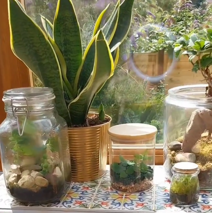 Terrariums on a window side table, but one of them is edible, by chefbenchurchill on instagram