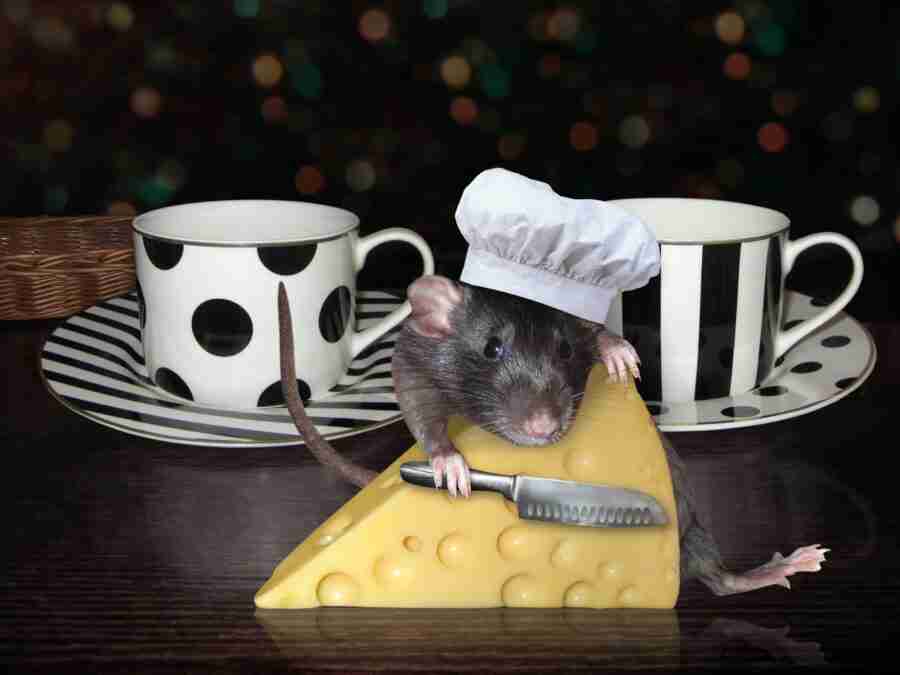 Ratatouille shaving cheese
