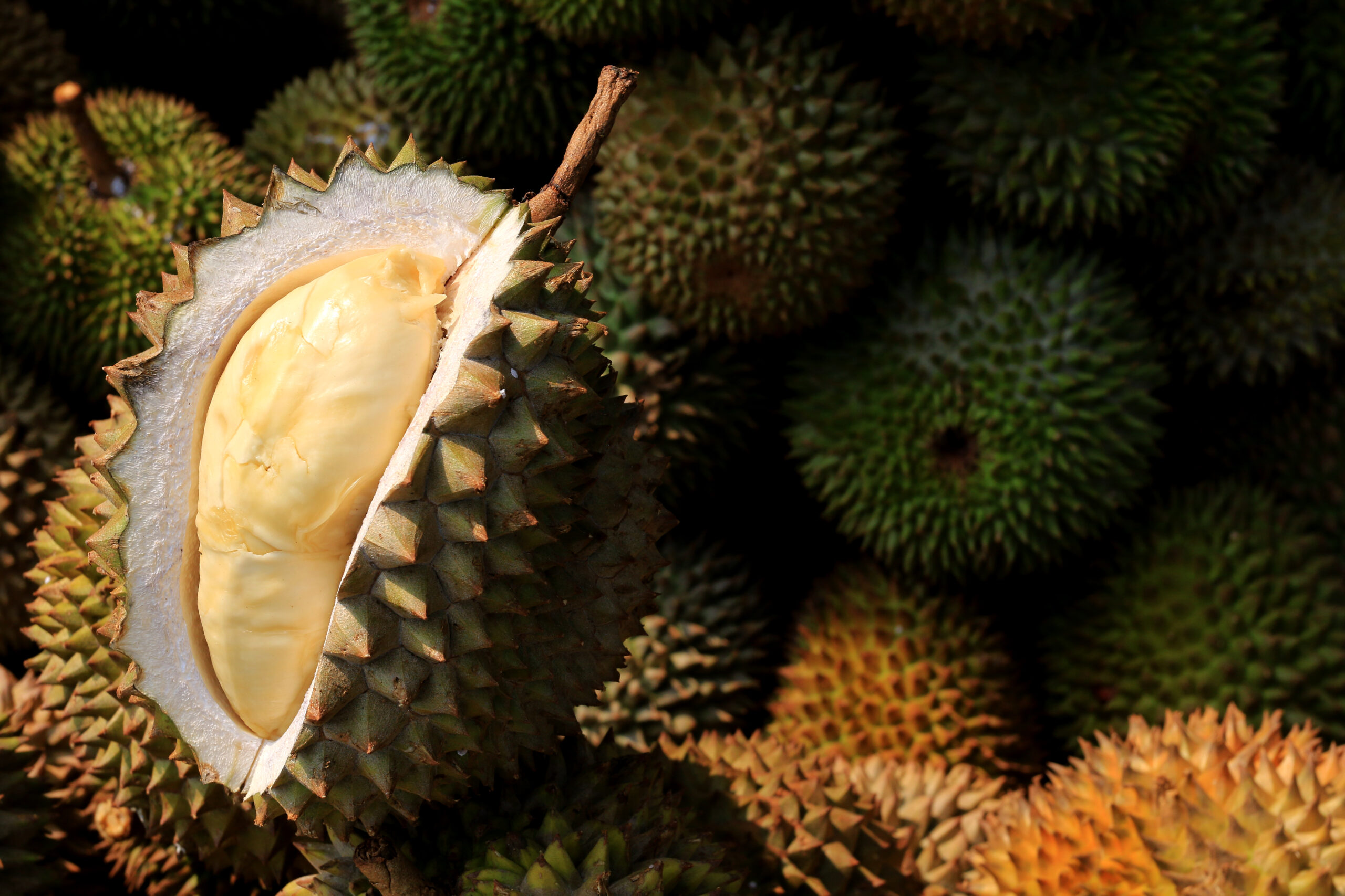 Durian fruit