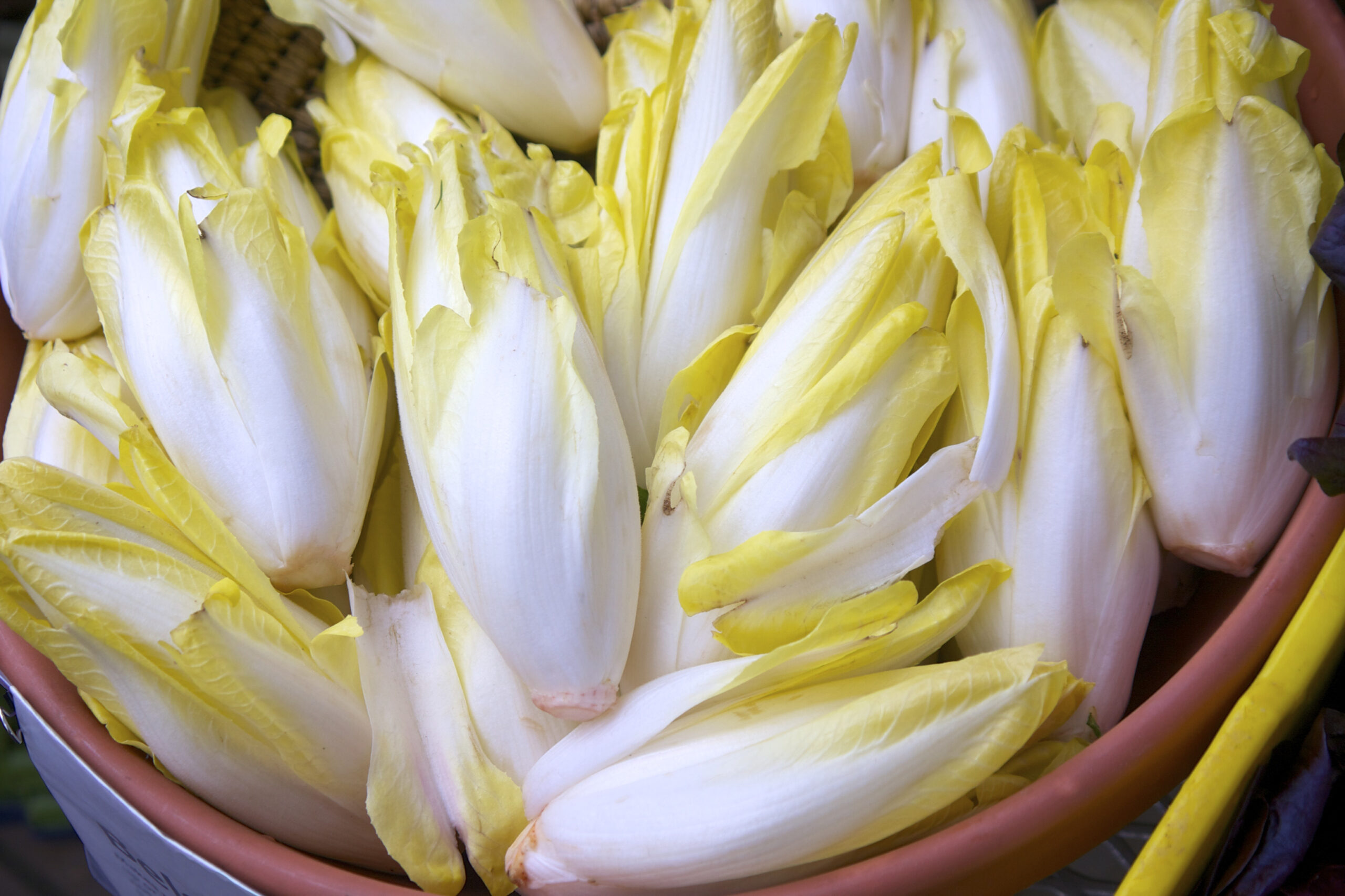 belgian endive at the farmer's market