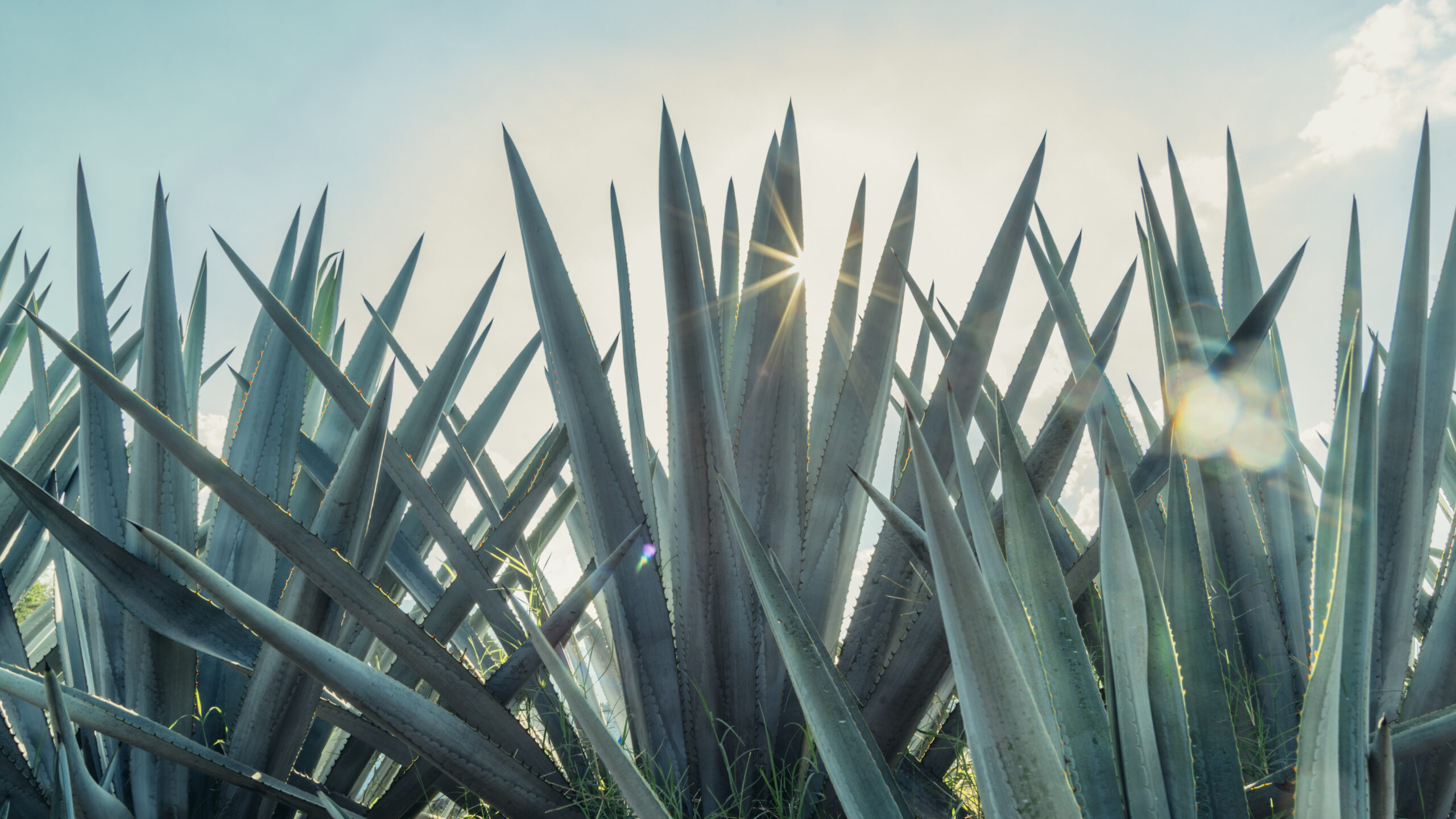 Blue agave stalks with blue skies