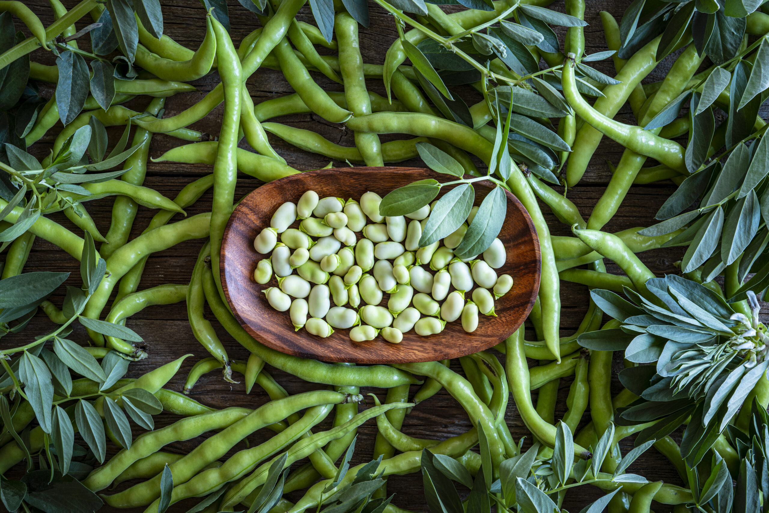 Broad beans lima beans fresh just after harvest background with plant leaves