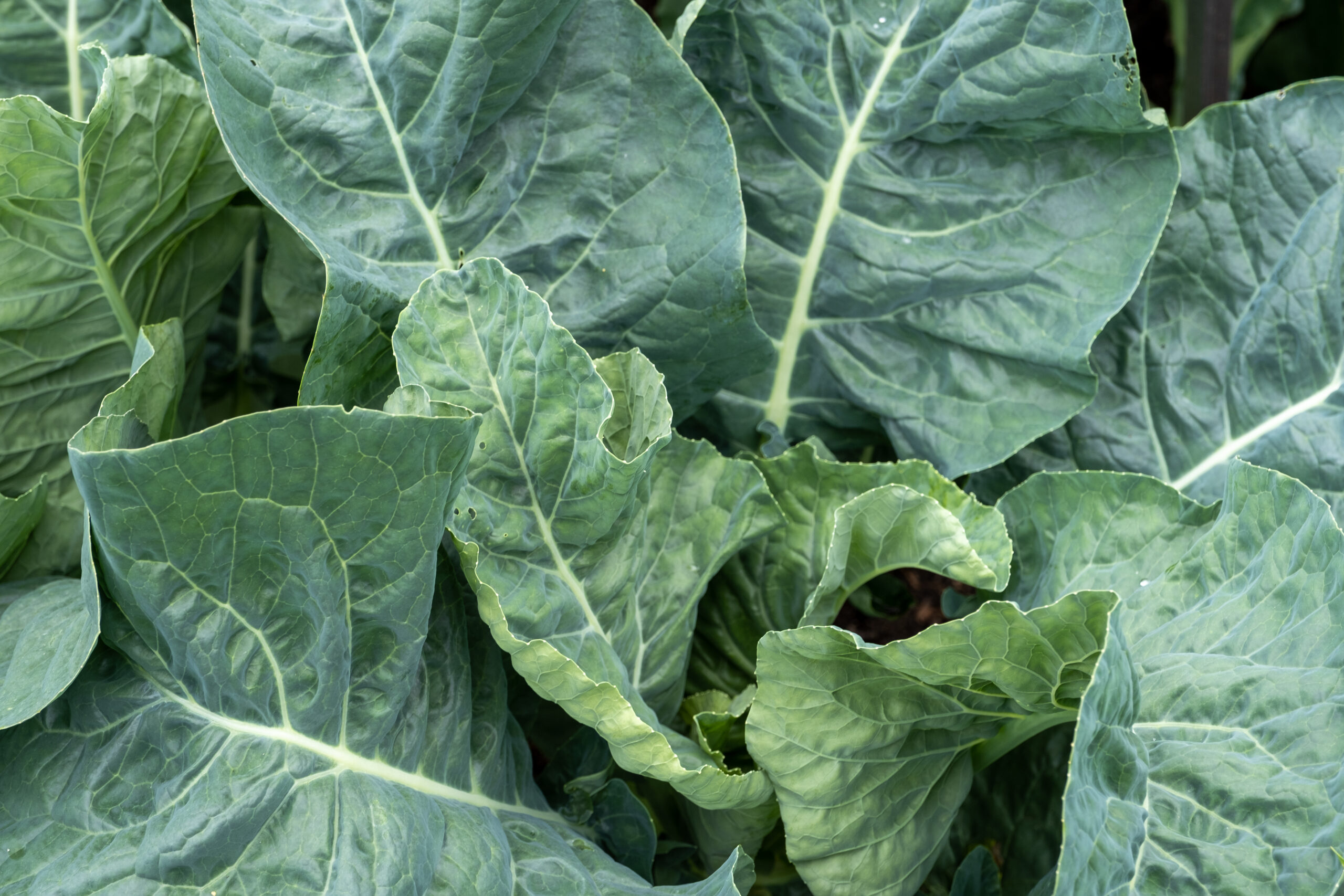 Collard vegetable growing in the ground