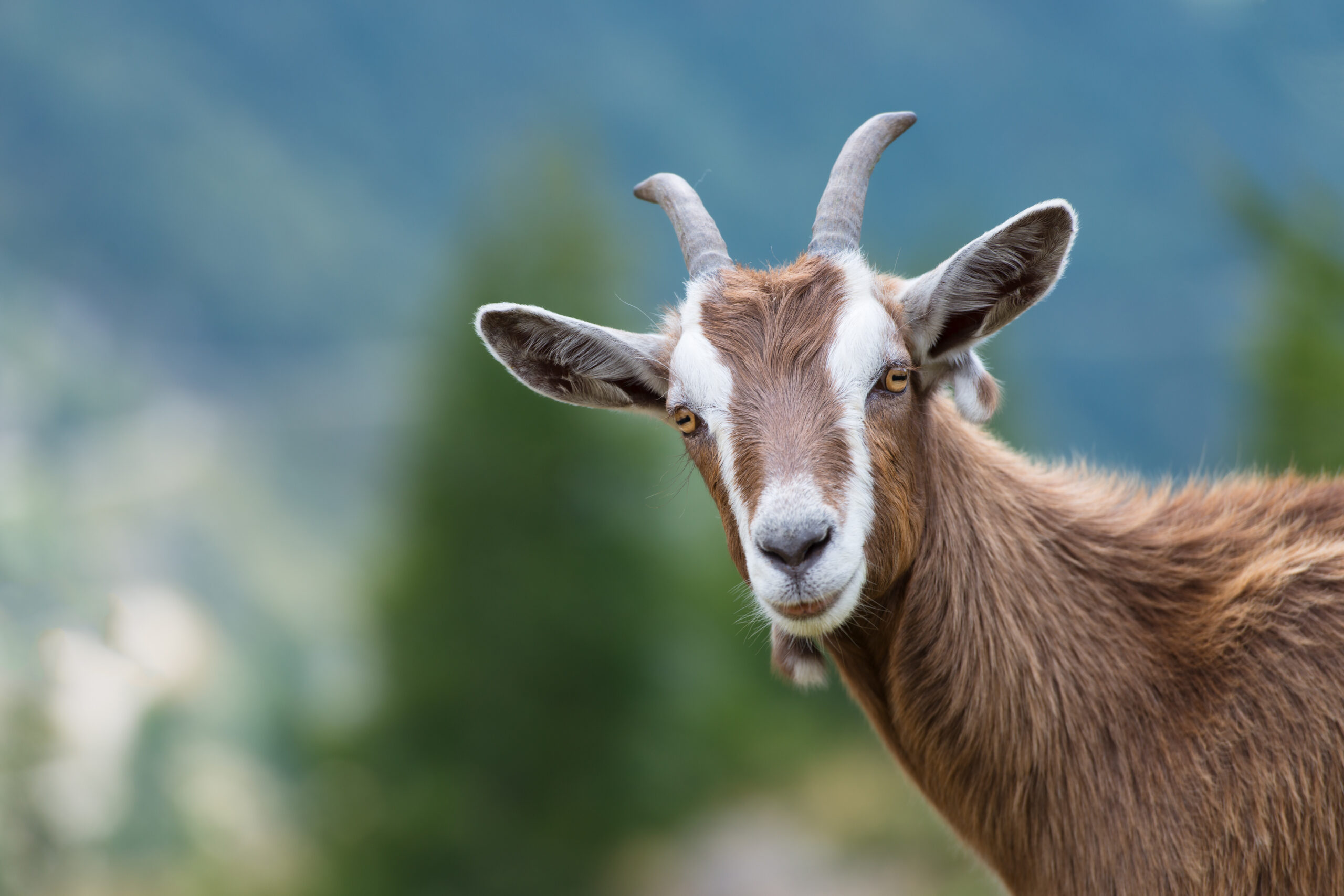 A goat looks at us