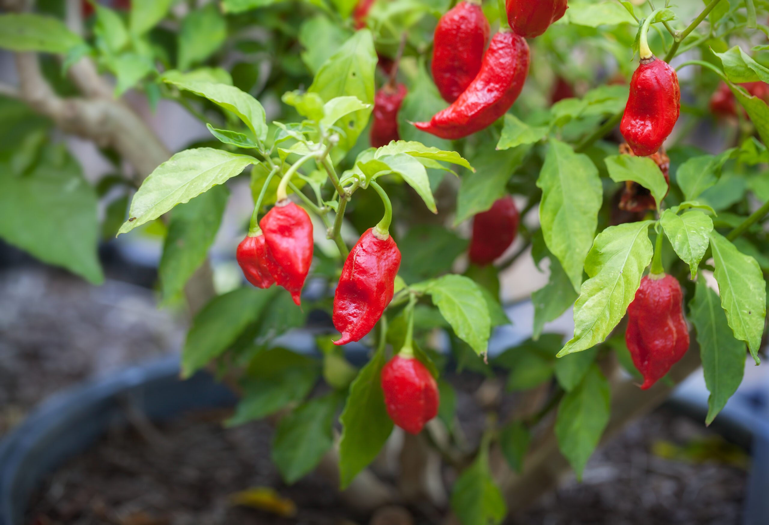 Close-up of ghost pepper