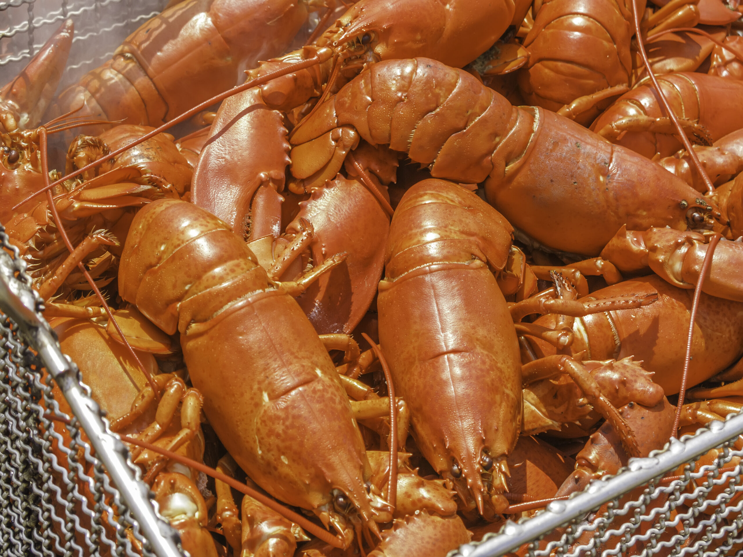 Closeup of lobsters baking on a beach in New England