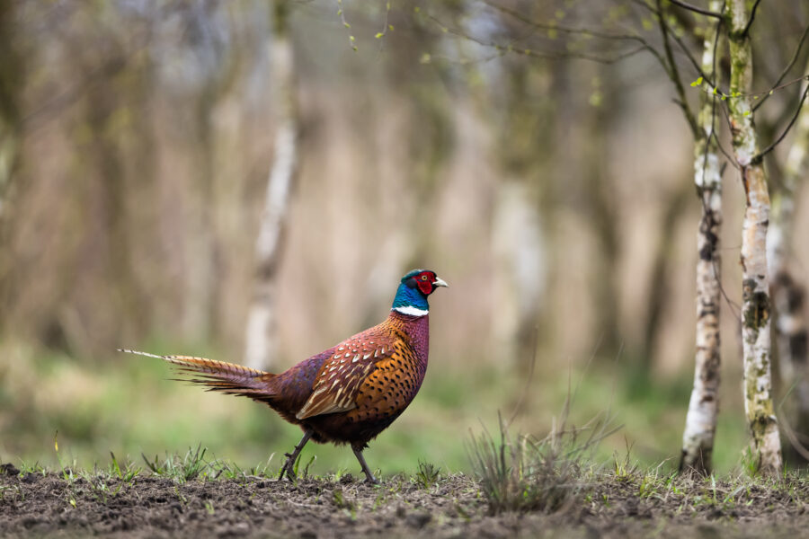 Common pheasant