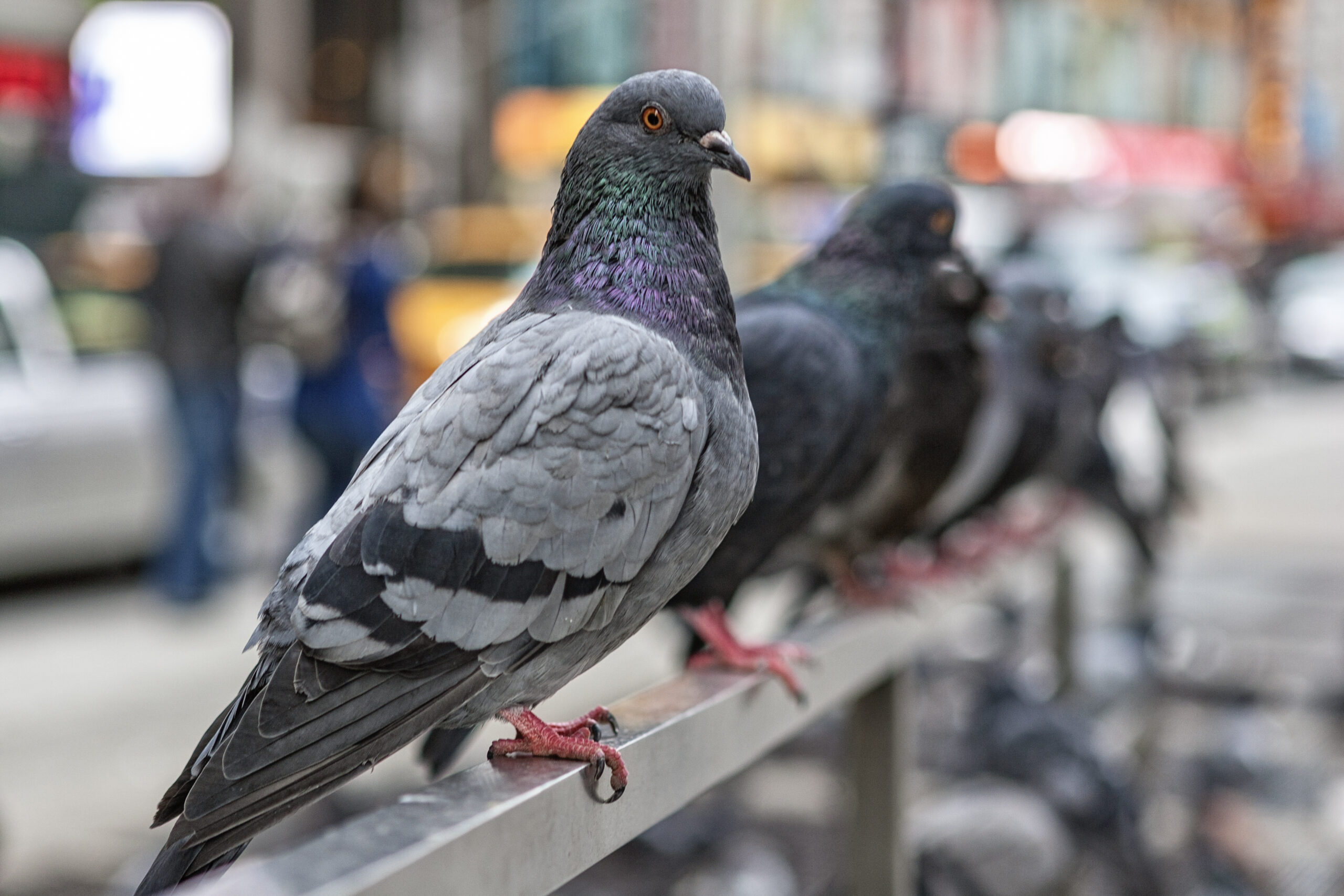 Pigeons line up in New York City