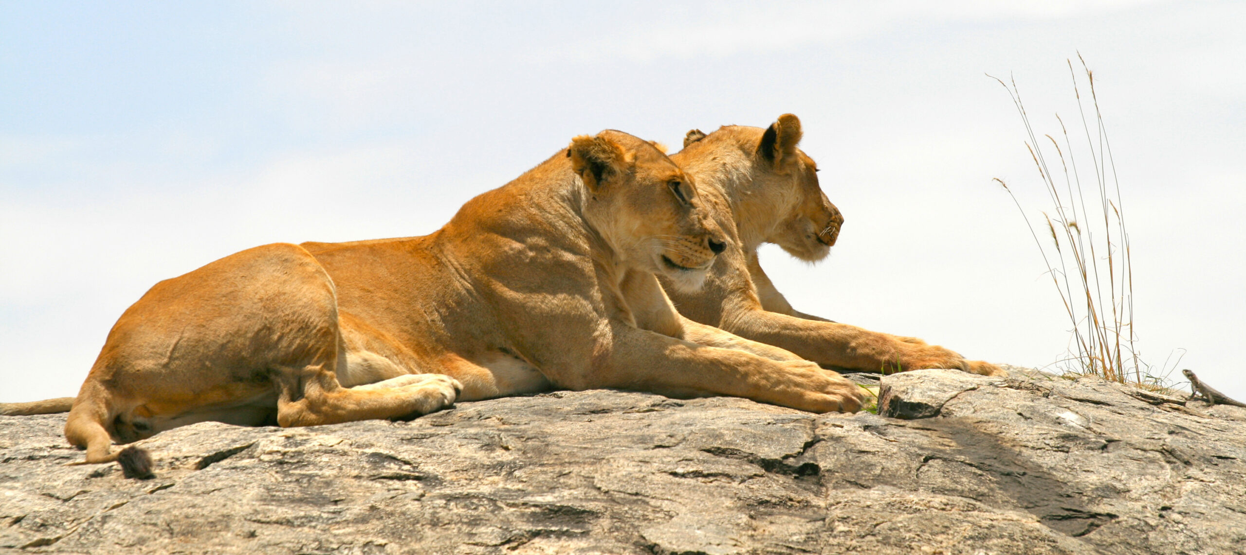 Two Lions and a Lizard