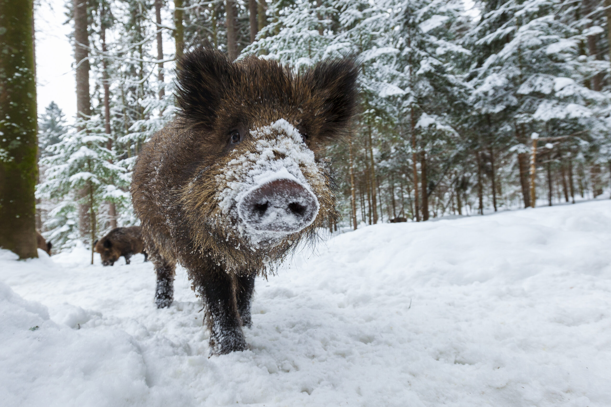 Wild boar, sus scrofa, in wintertime nature. Animal wildlife in natural environment of a snowy field. Big mammal with long fur observing in white wilderness.