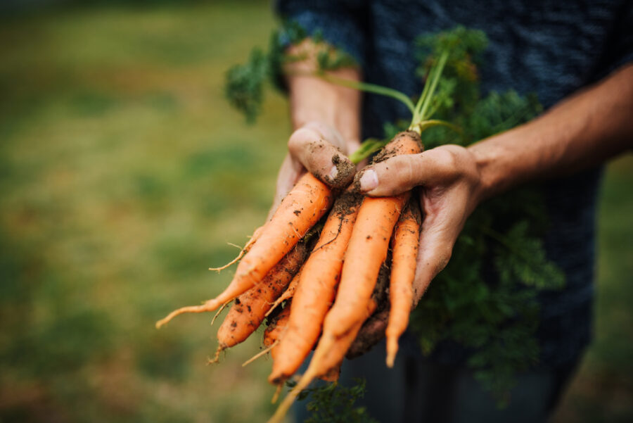 Young farmer with bunch of freshly harvested carrots