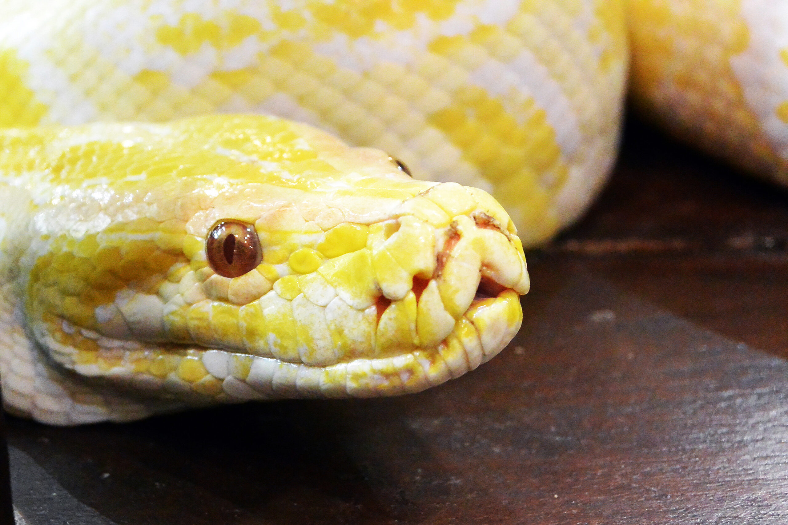 Albino Burmese Python - Python molurus bivittatus. Golden yellow snake.