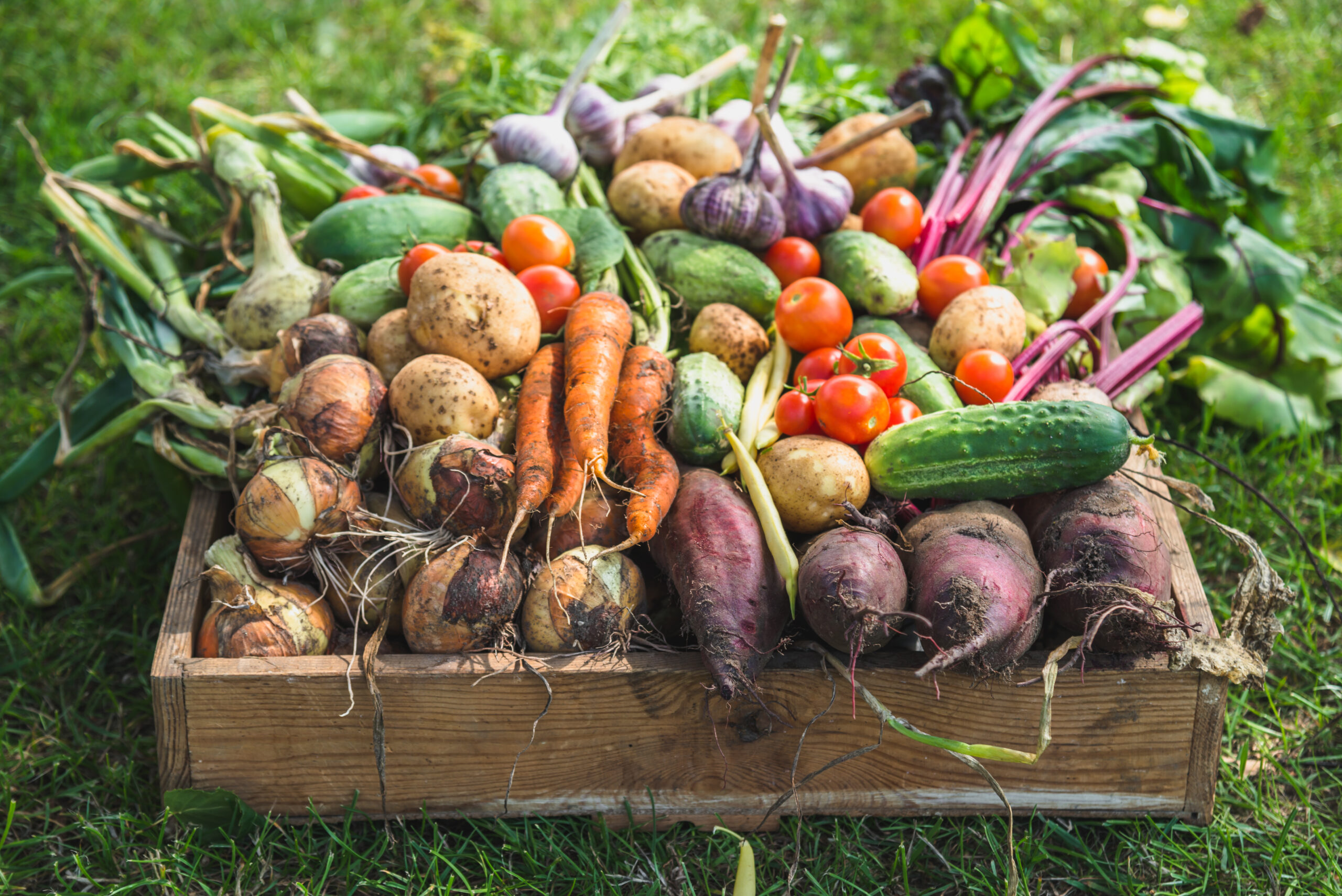 Fresh farm vegetables in wooden box