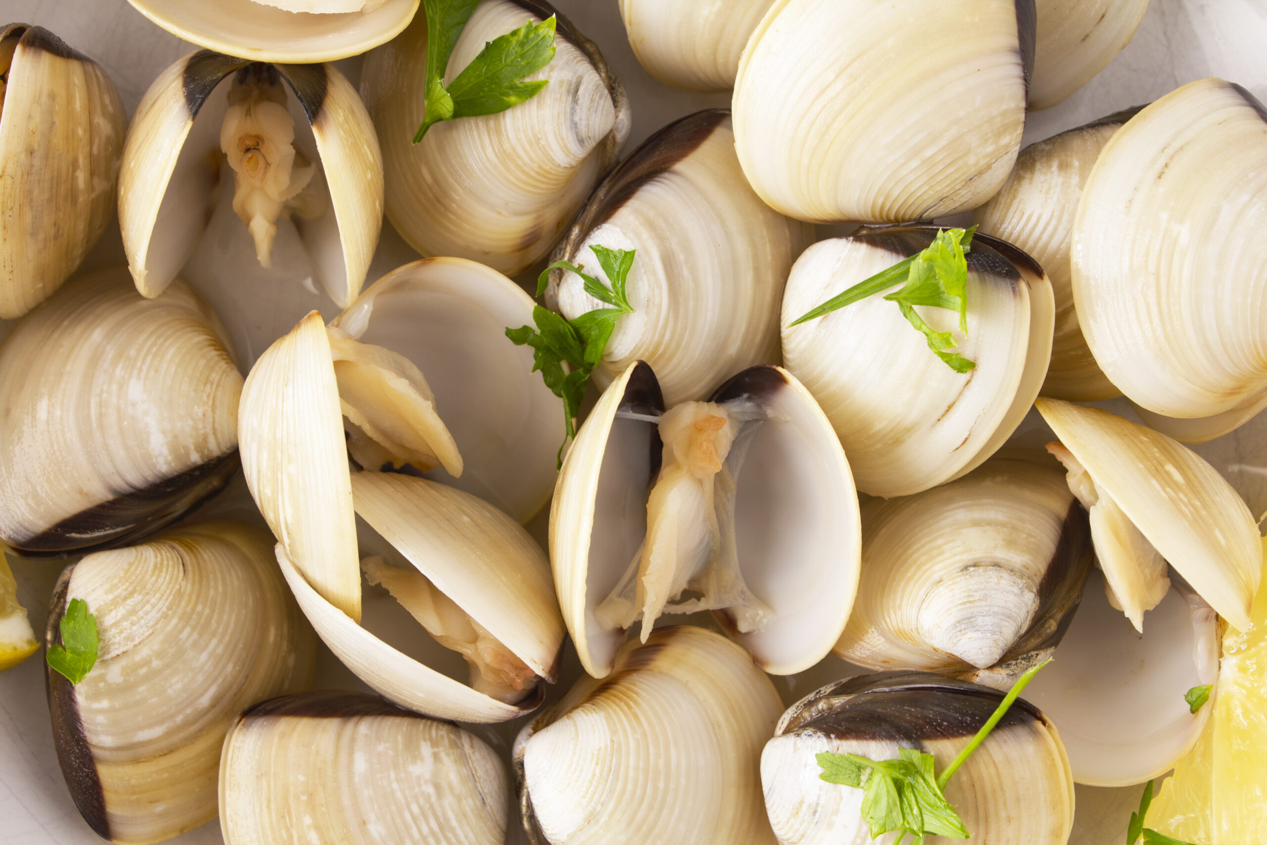 Close up shot of clams with fresh herbs and lemon. Stock photo.