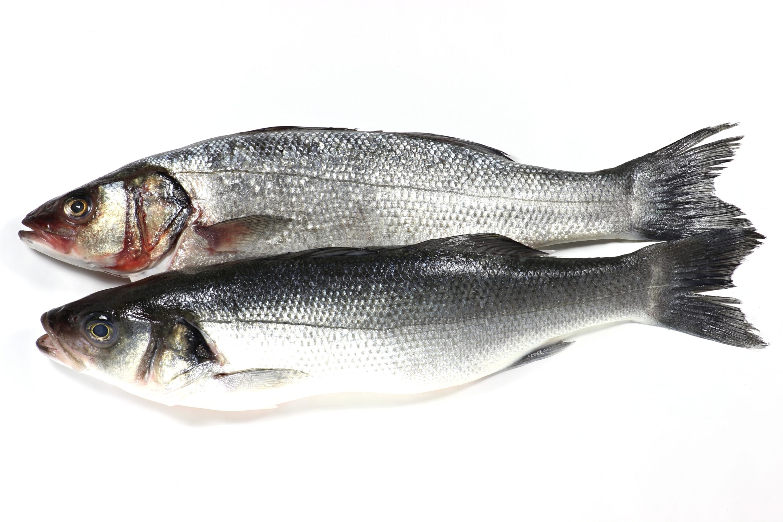 european seabasses branzino isolated on white background