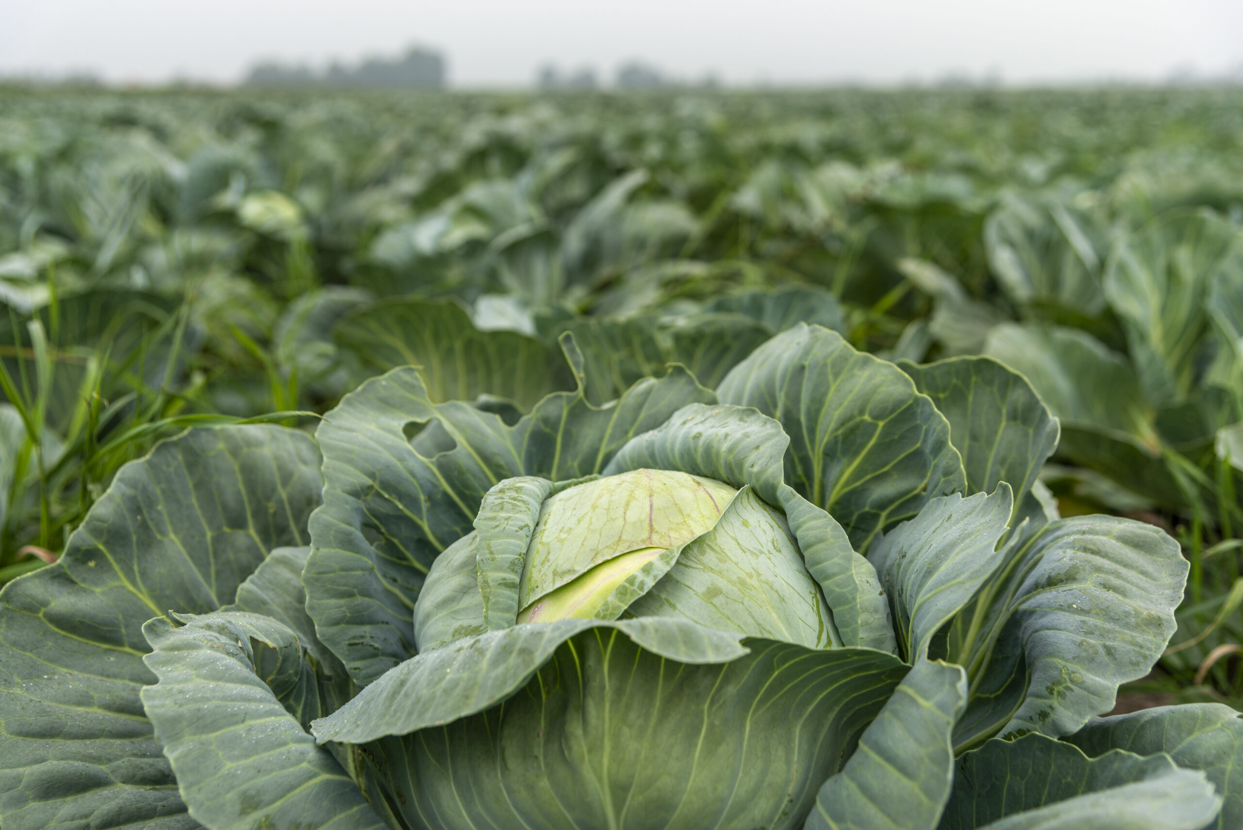 field with green cabbage, close-up.