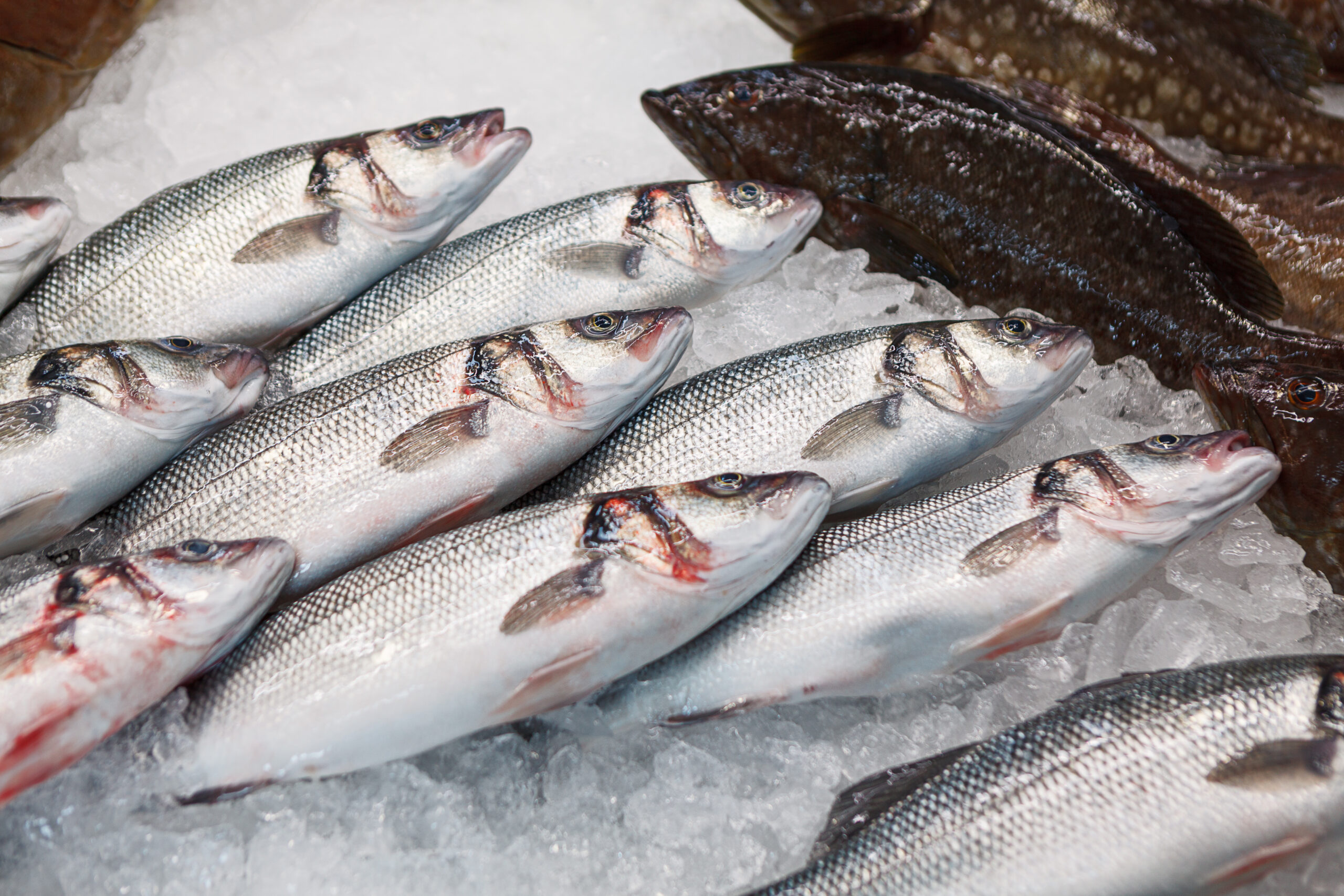 Fish on the ice for sale . Fresh fish in market