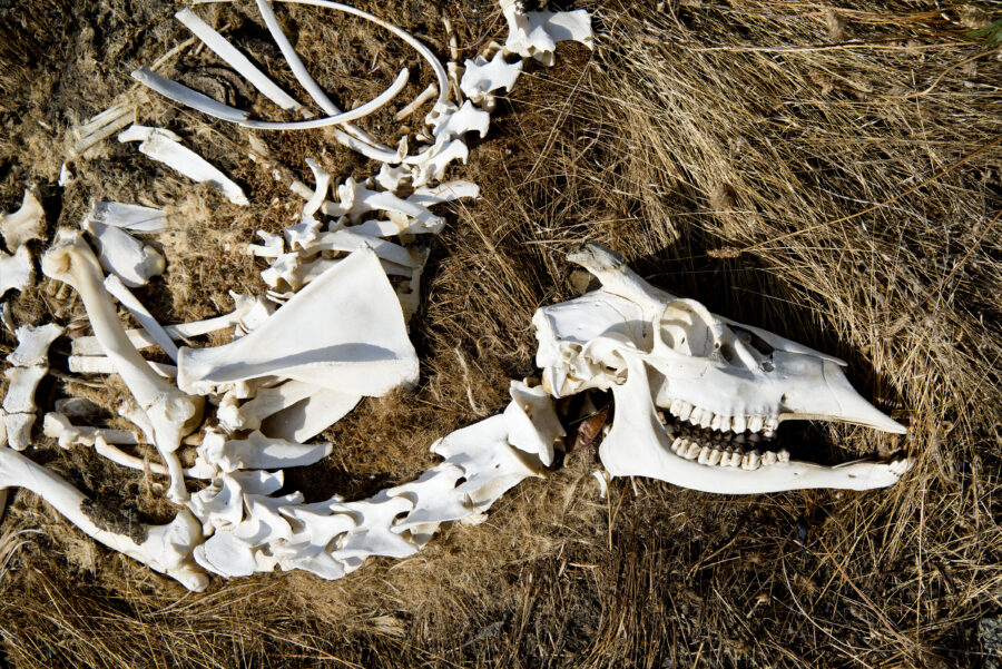 Full deer skeleton beside highway.