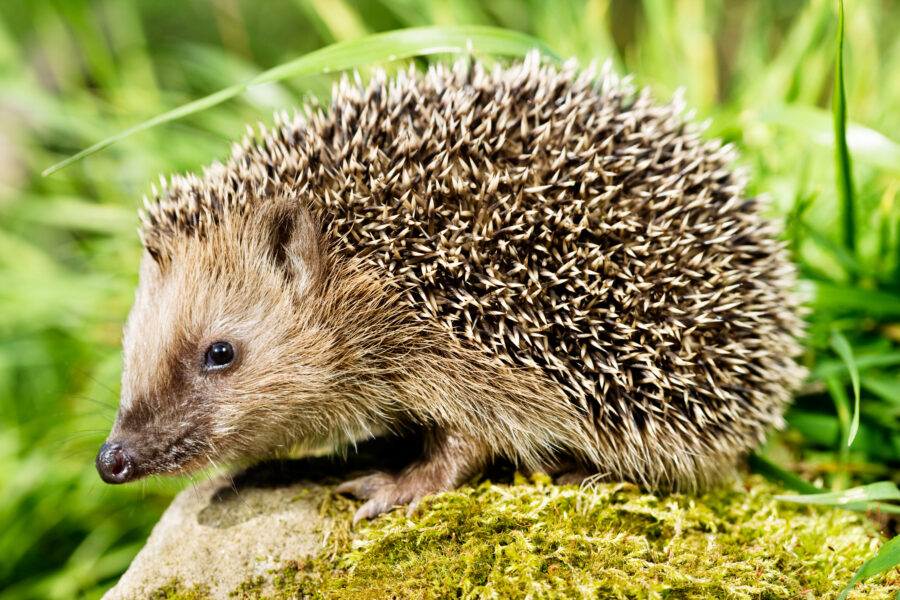 Hedgehog sitting on a stone and looking at the camera.